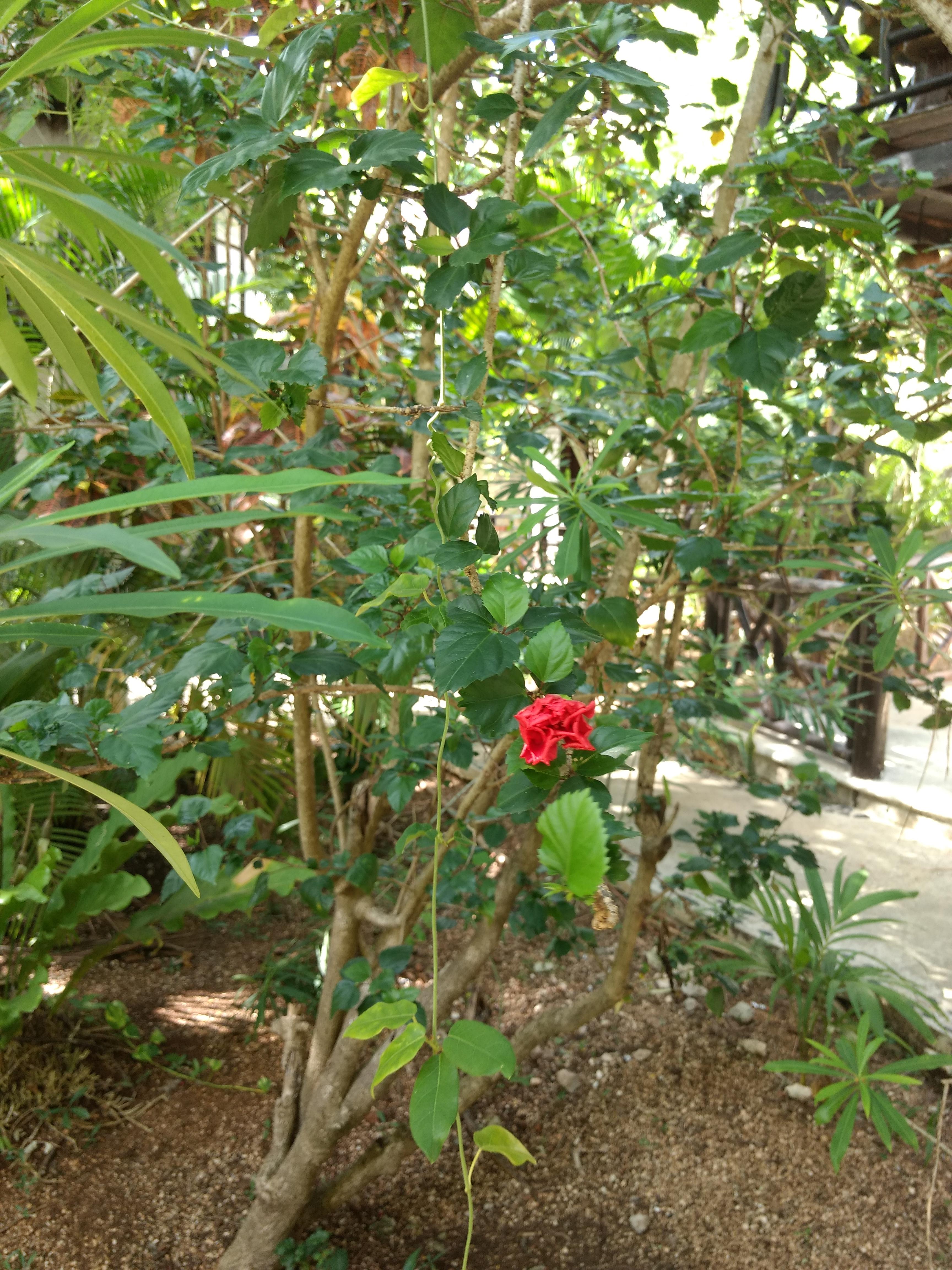 Green Tulum Cabanas & Gardens Exterior photo